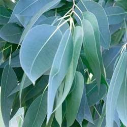 Eucalyptus-Leaves-plant-herbal-remedies
