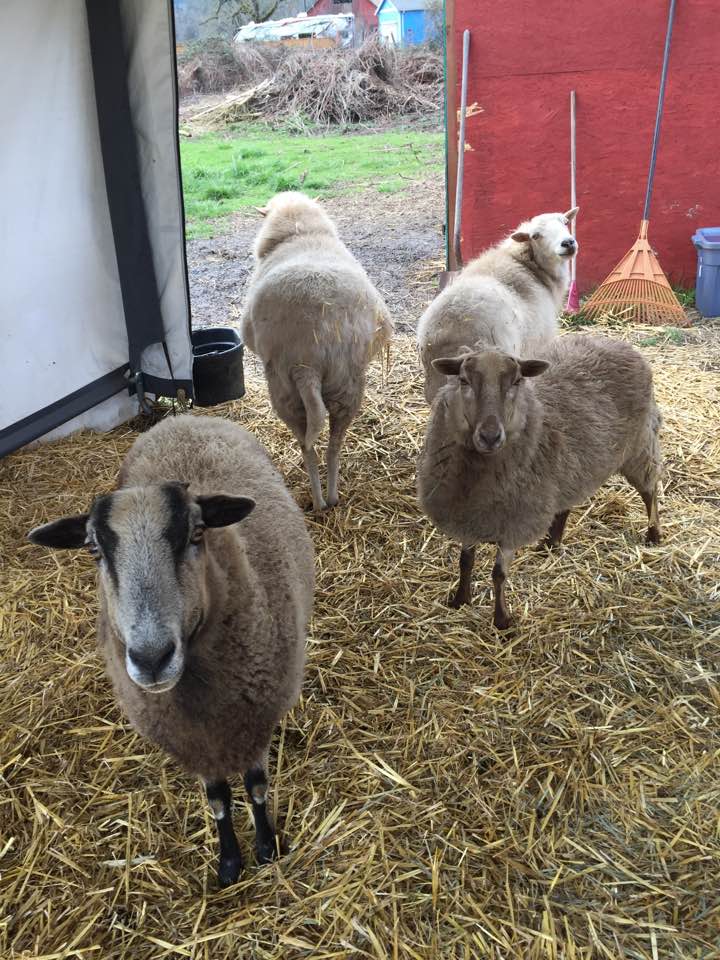 17352553_10155220970880739_3719570368869654793_n